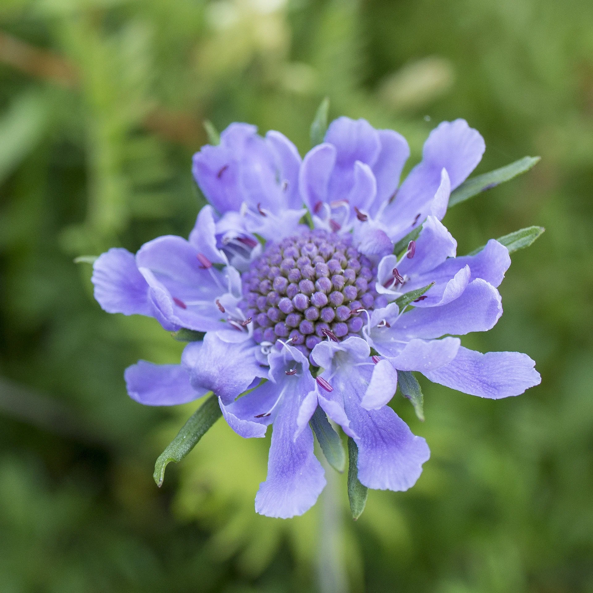 flowers-2130810_1920.jpg
