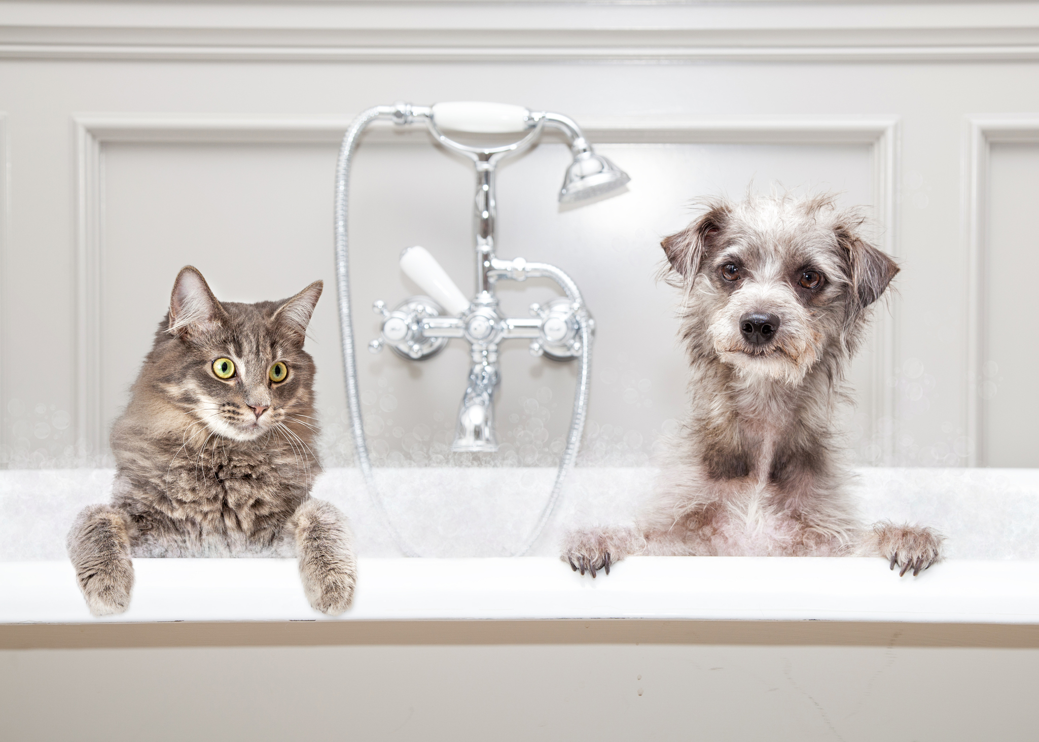 Photo by adogslifephoto/iStock / Getty Images