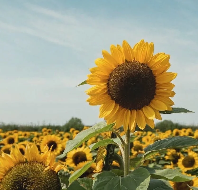 sunflower muted.jpeg