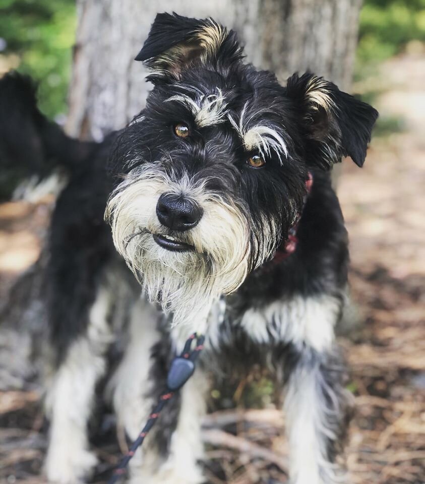 dog clicker argos