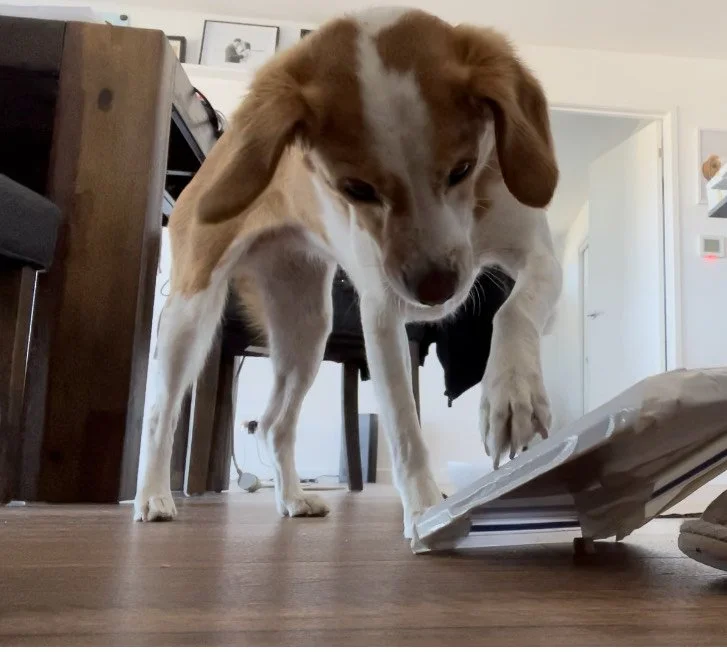 Nails (teach your dog how to file their nails!)