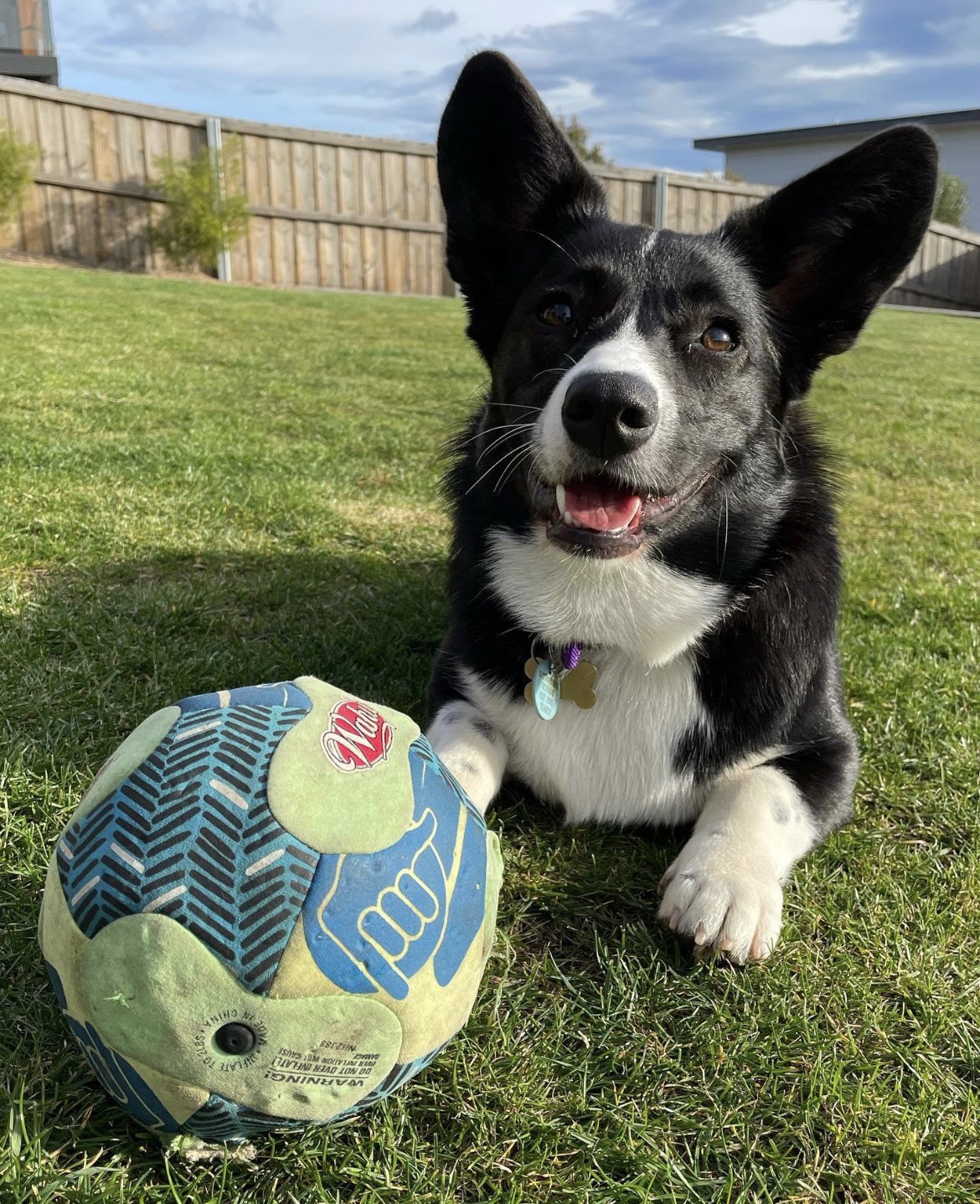 Give (out/drop it/ta)