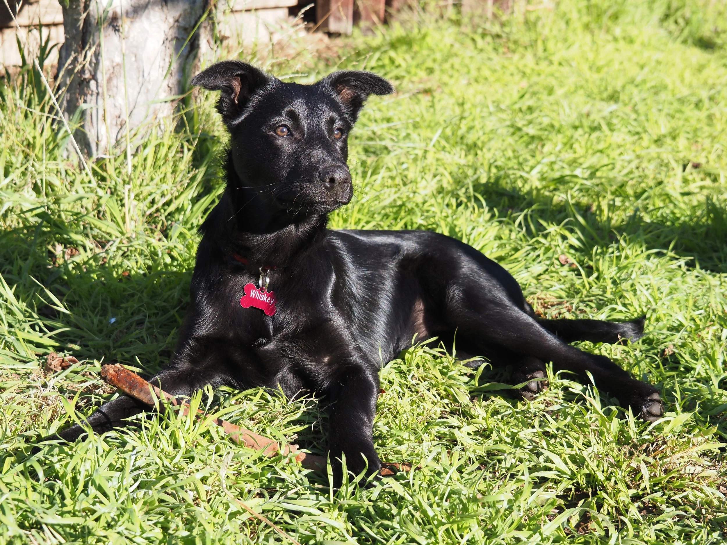 Confessions of a kelpie mum