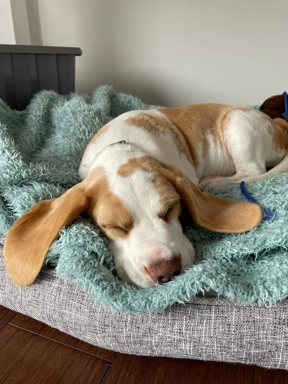 Is your dog spoiled?