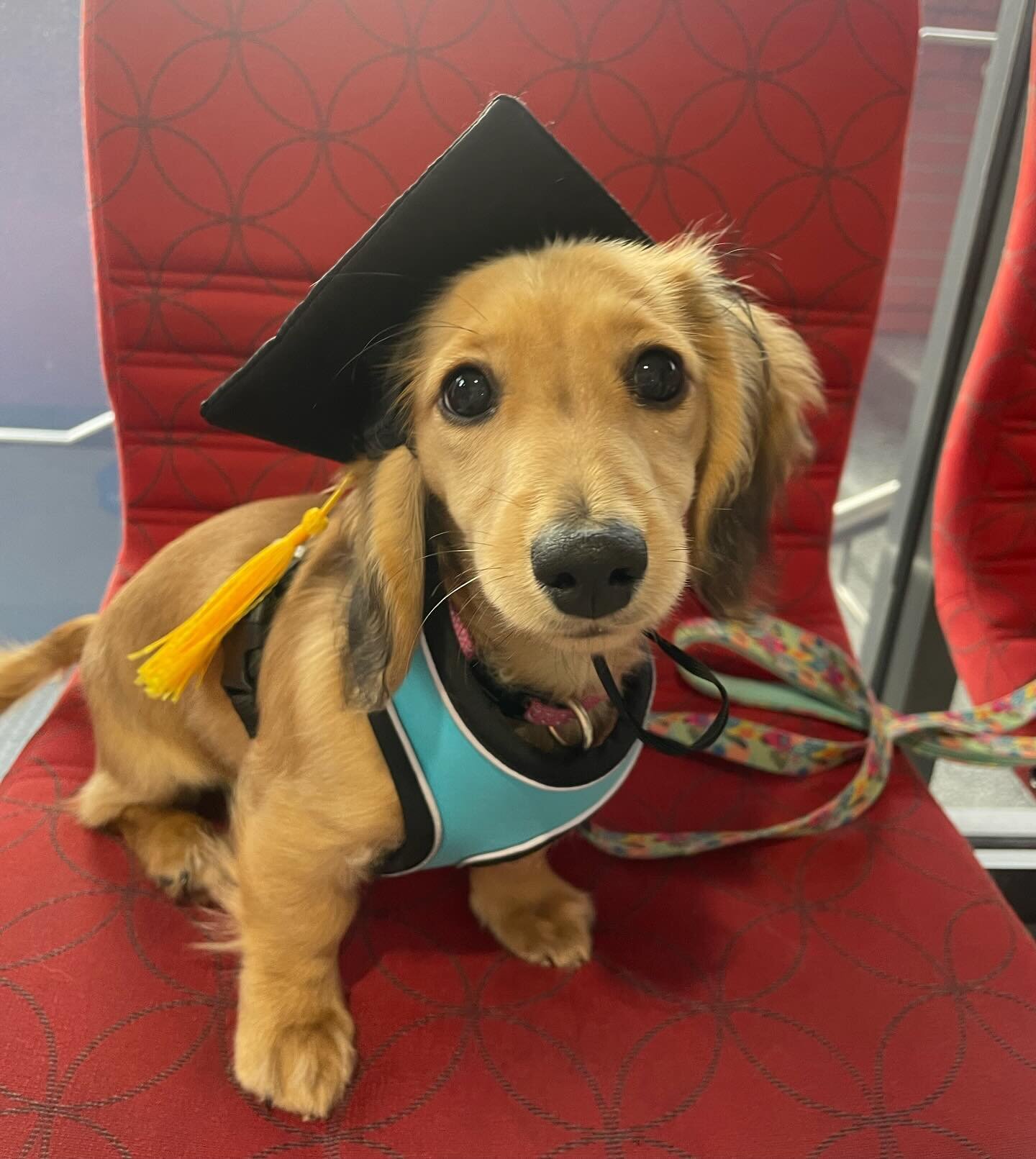 Another two classes of puppy graduates 🐶🎓 

Lots of cute puppies and wonderful families 😊