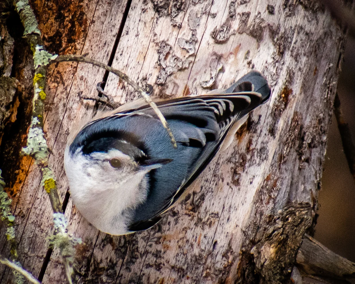 White-breasted Nuthatch seen along the trail
