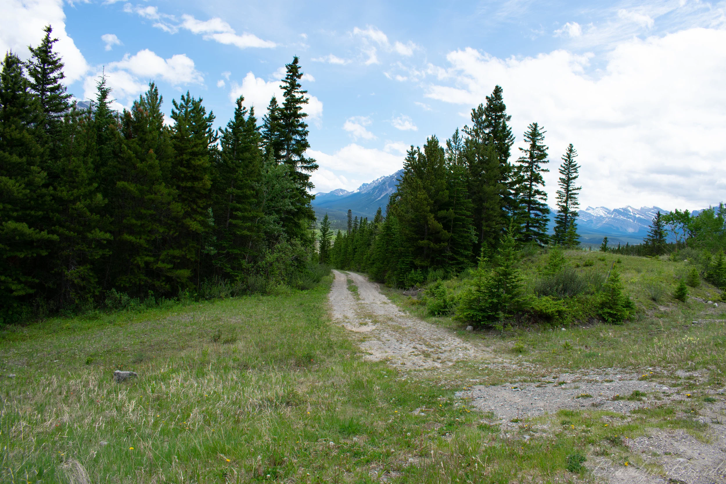 The dirt Road