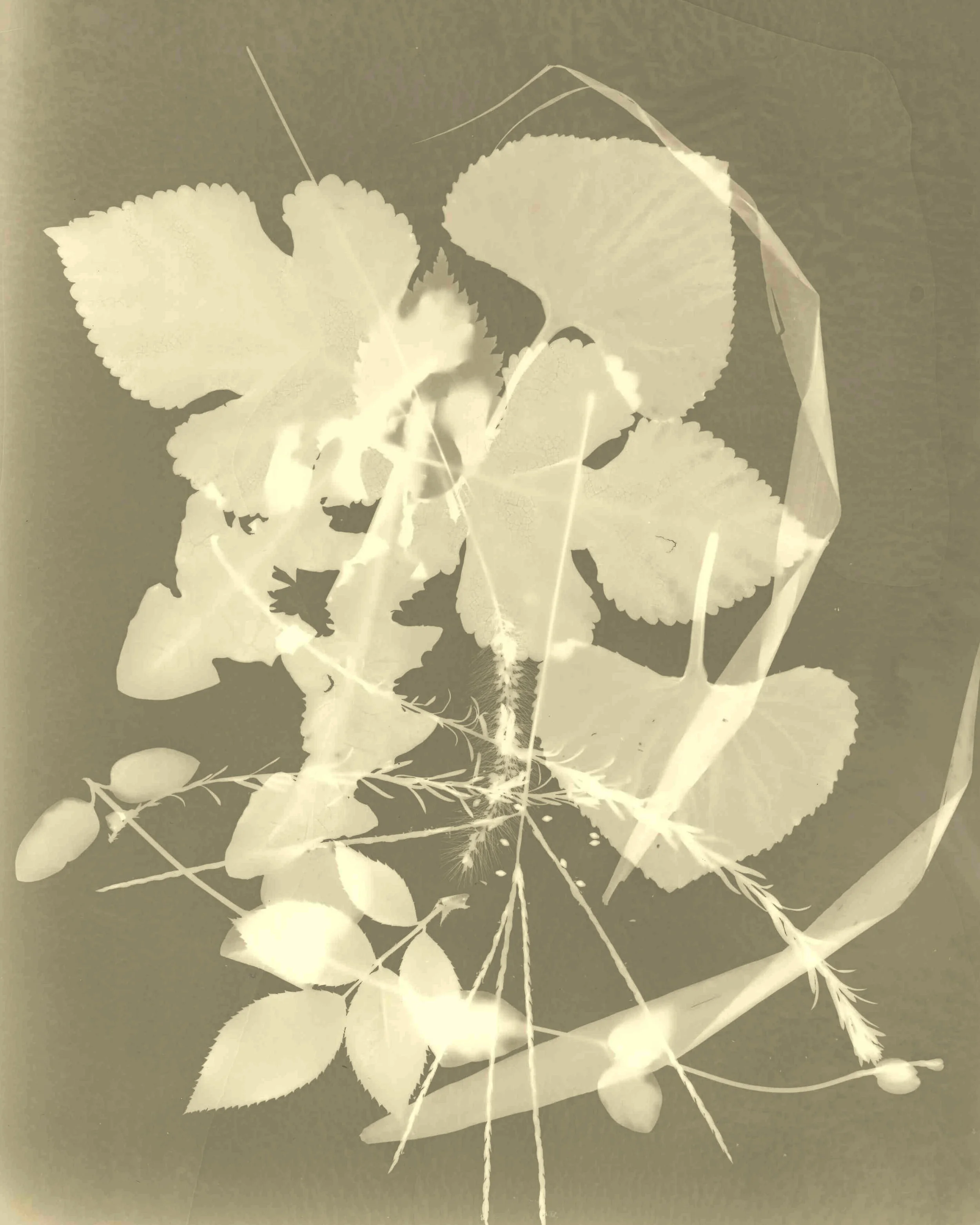Coffee Developer Photogram