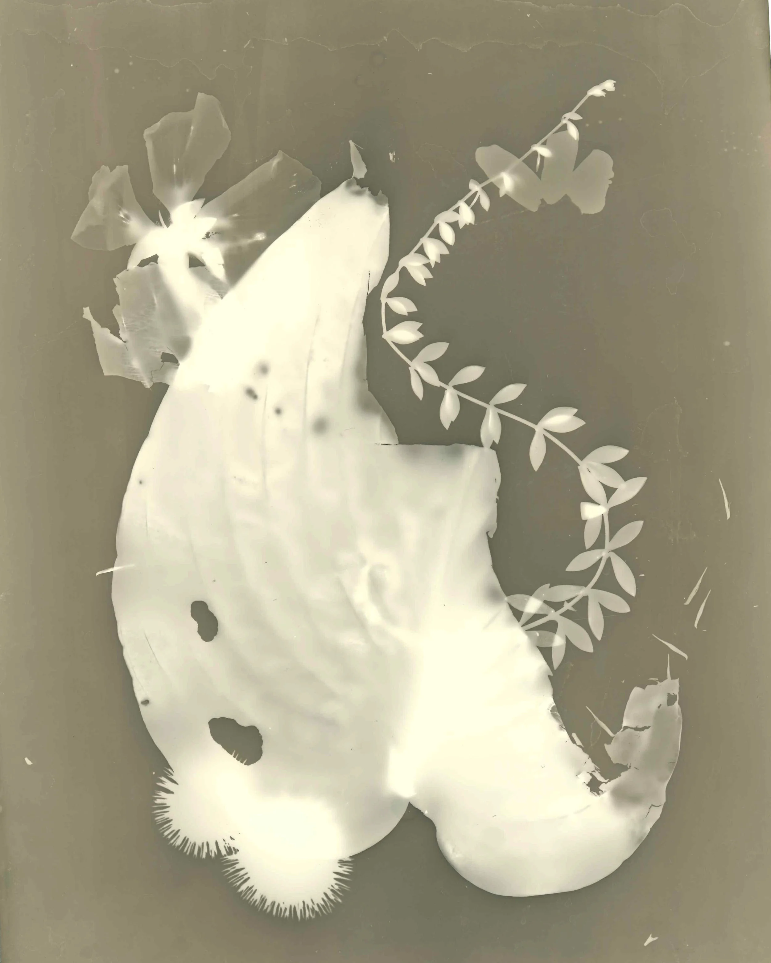 Coffee Developer Photogram
