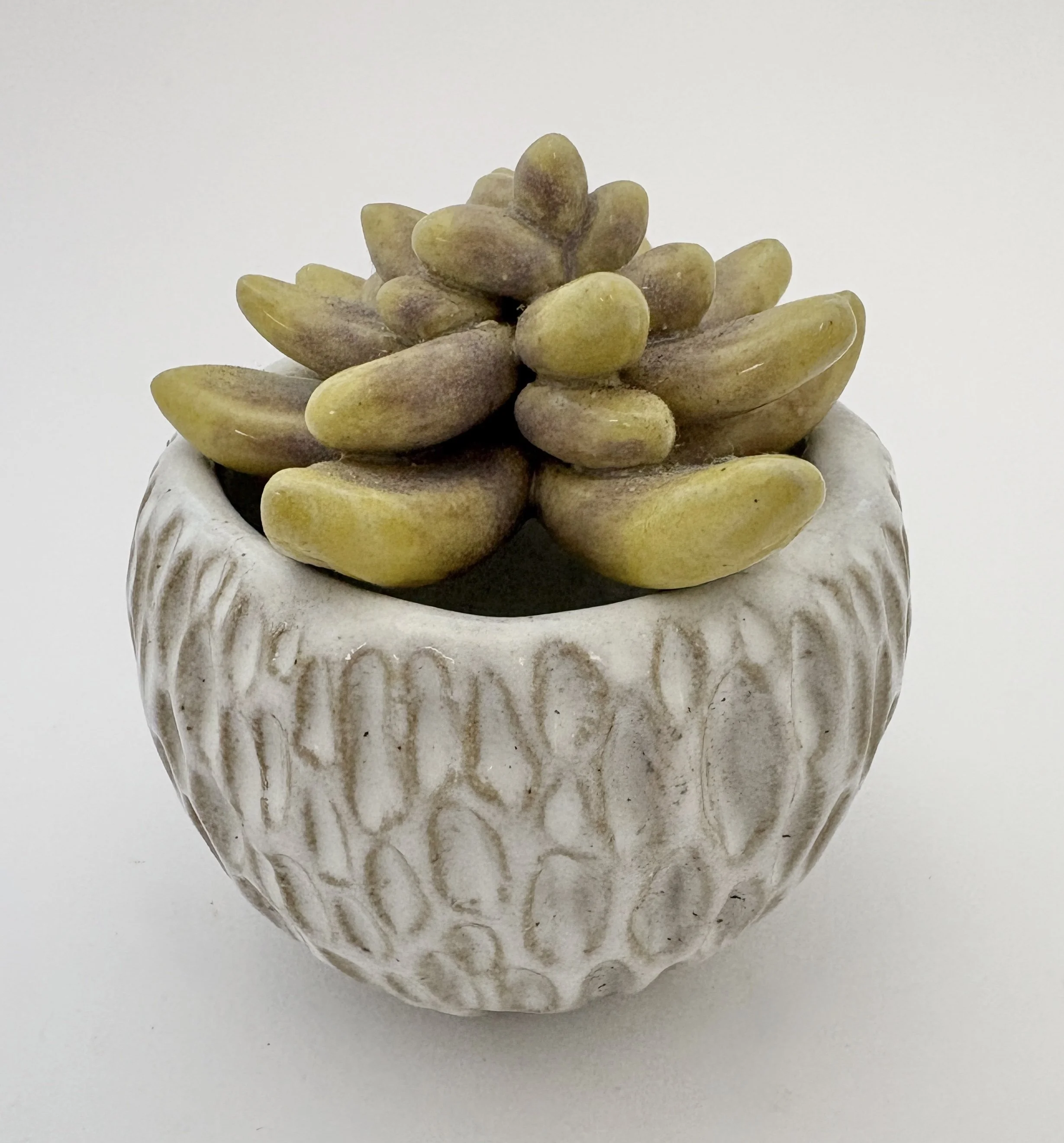 Sculpted Succulent 
