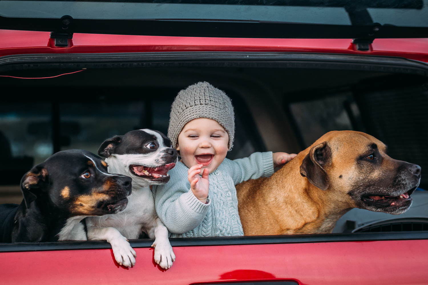 one year old baby girl in the back of a pickup truck smiling with her dogs {Bay Area Child Photographer}