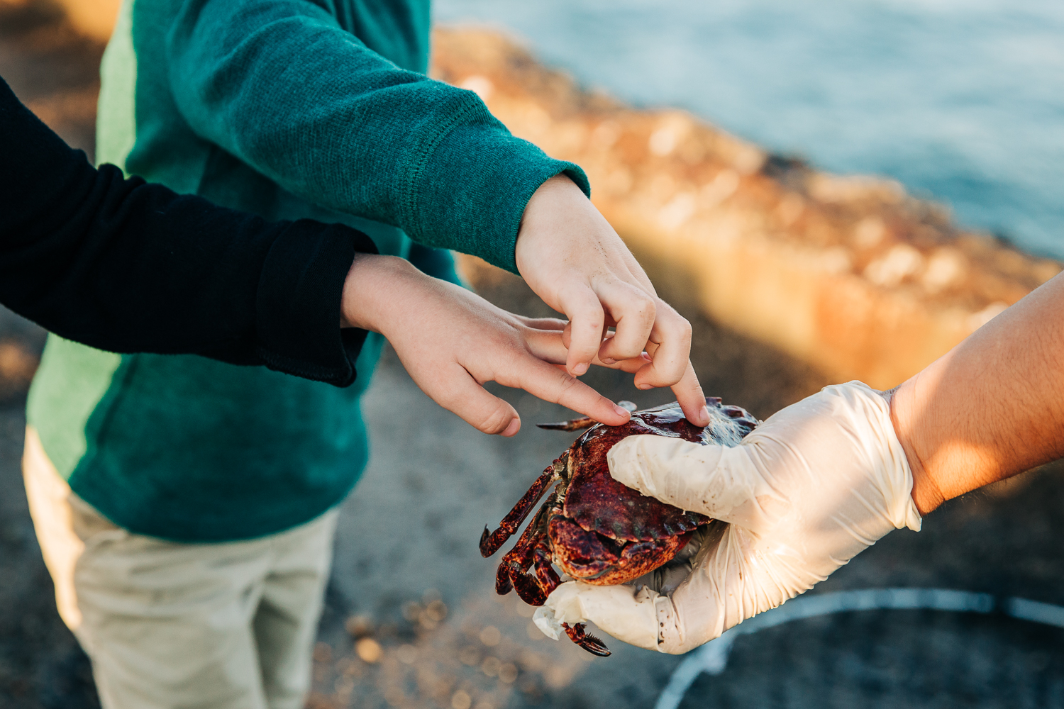 detail shot of a 4 year old boy and 6 years old girl touching a live crab at a pier | SF Lifestyle Photographer