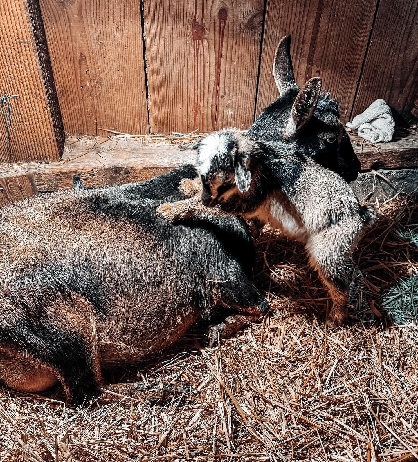 &hellip;and so it begins, kidding season twenty twenty-four!
.
.
.
.
#nigeriandwarfgoats #nigeriandwarfgoat #babykids #kiddingseason #goats