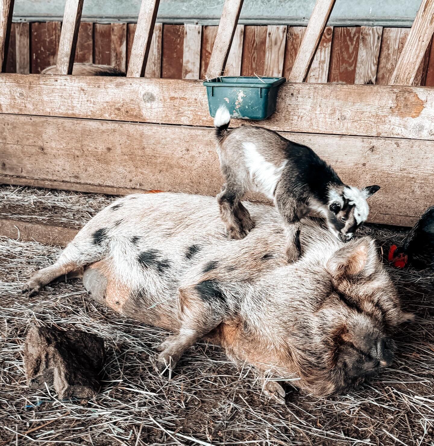 &ldquo;Will you be my buddy?&rdquo;
.
.
.
.
.
.
.
#nigeriandwarfgoats #kunekunepigs #kunekunepig #babygoatlove #smallfarming #farmanimalsofinstagram #goatfarming