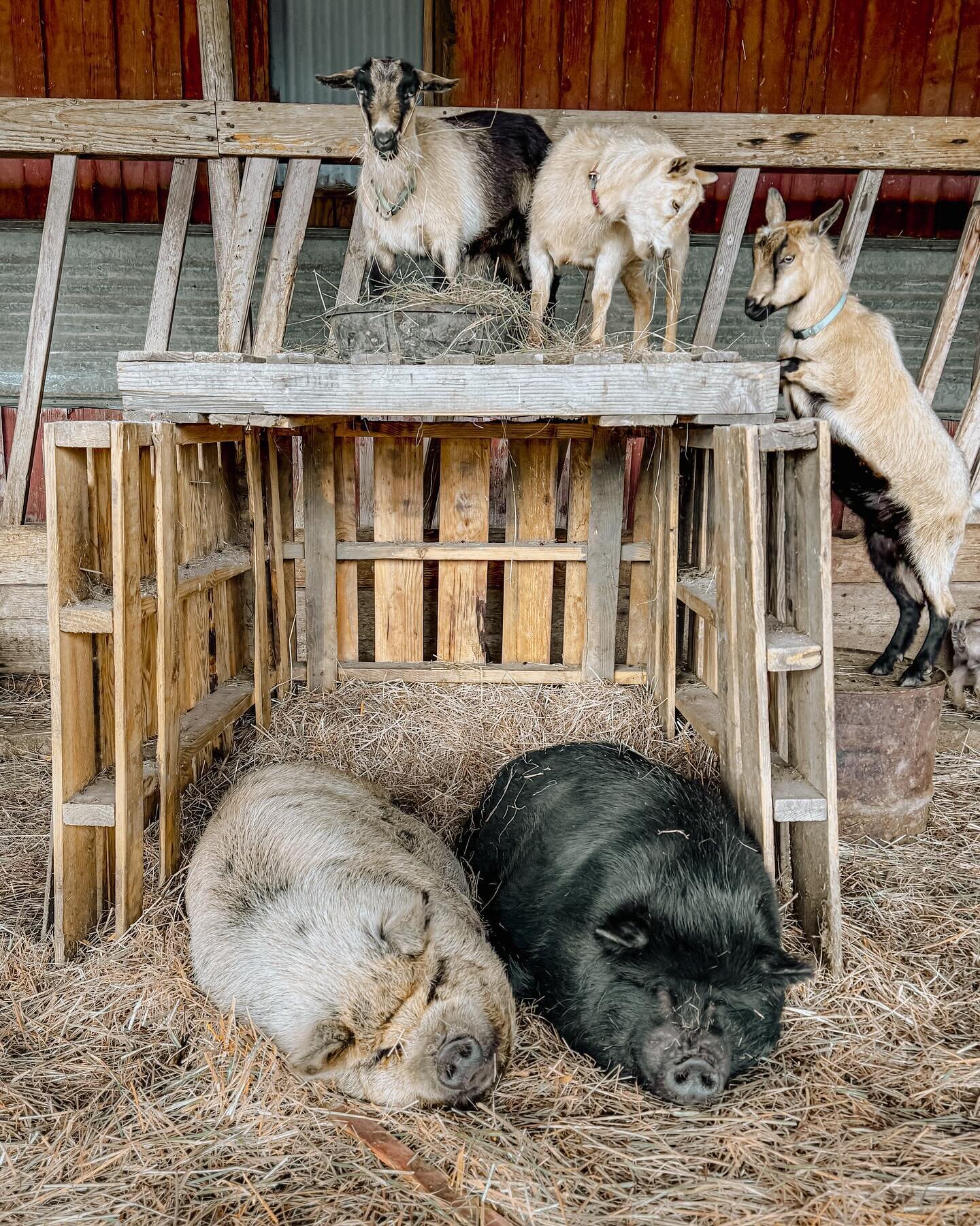 Morning naps required for some, while others are just beginning their day! Farm life!
.
.
.
.
.
.
#farmlife #kunekune #pigs #nigeriandwarfgoats #morningnaps #farm #pnwfarm