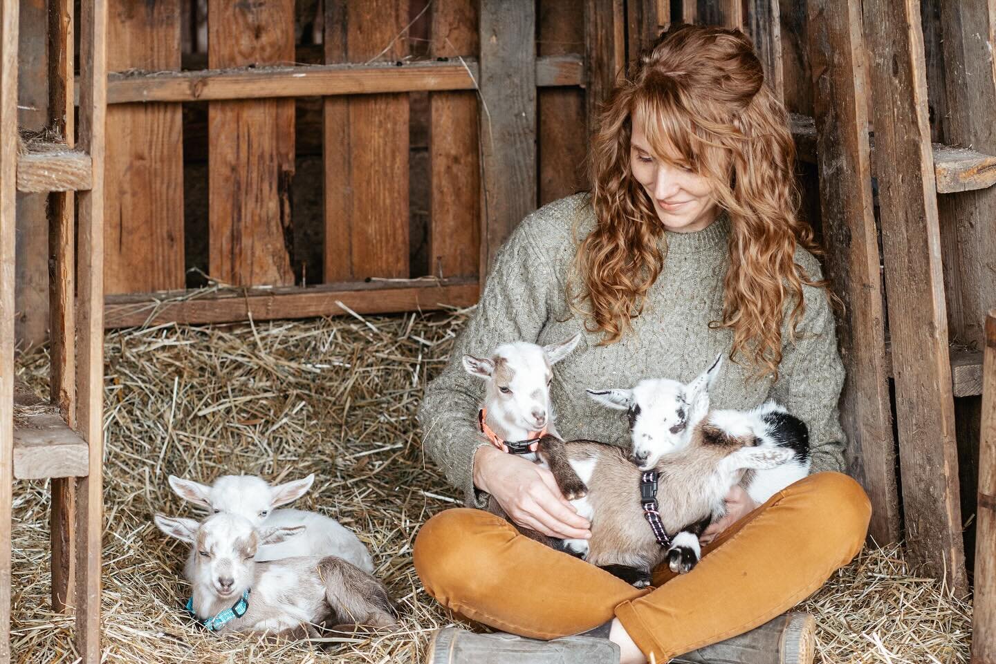 ✨Introducing our newest five crew.

We have Dodger + Fletcher just chilling. Thatcher is camera shy, but warming up to lap time. Meadow is our only lady currently born on the farm this year. Shall we say she is the princess? Then oh little Huckleberr