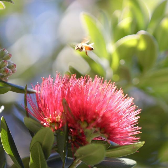 #pohutukawa #nzchristmastree #nznativetree #stunningcolor #crimsonred #bee #outcycling #merrychristmas