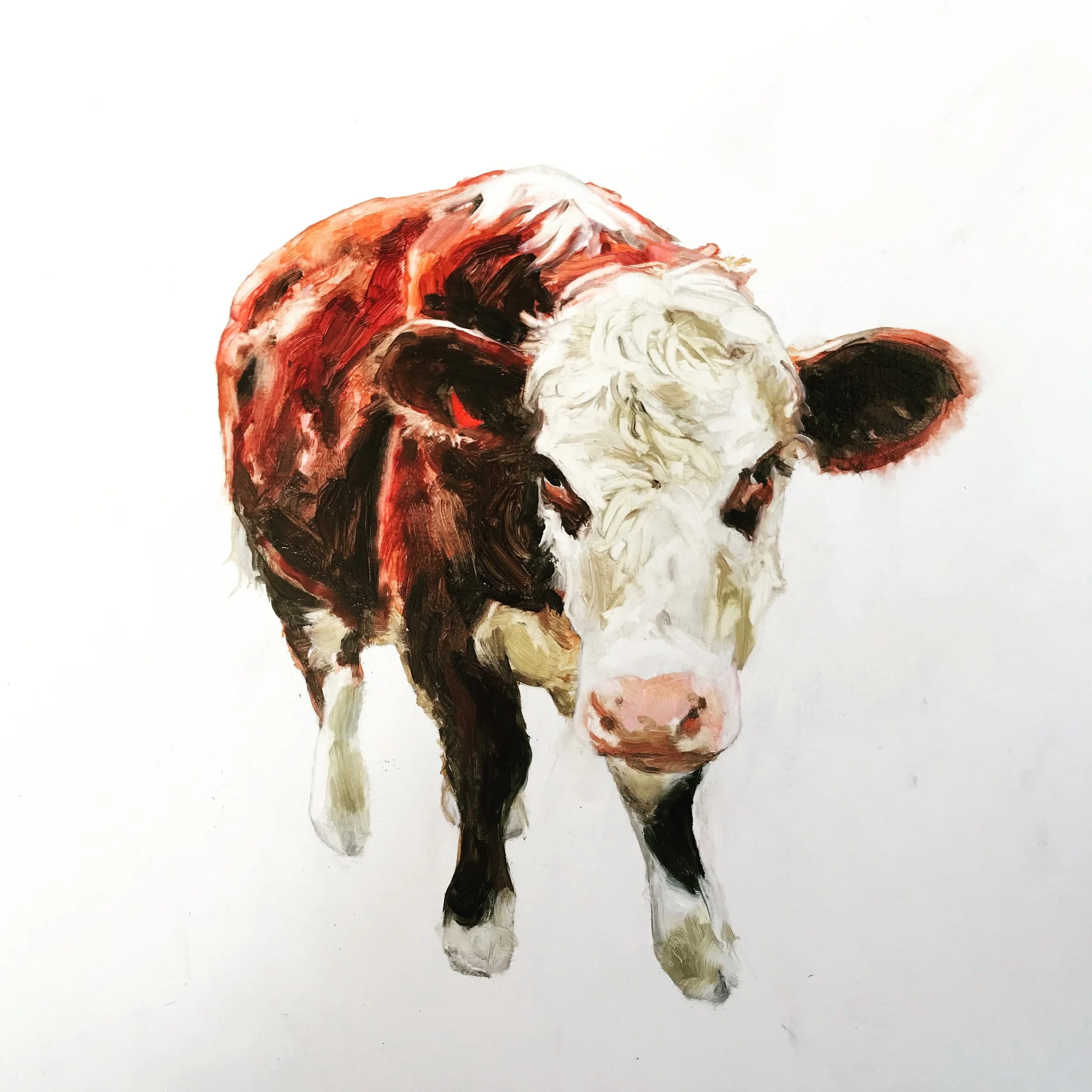#11 'Apple Boy' Hereford Steer, 2018, Oil on panel 30x30cm