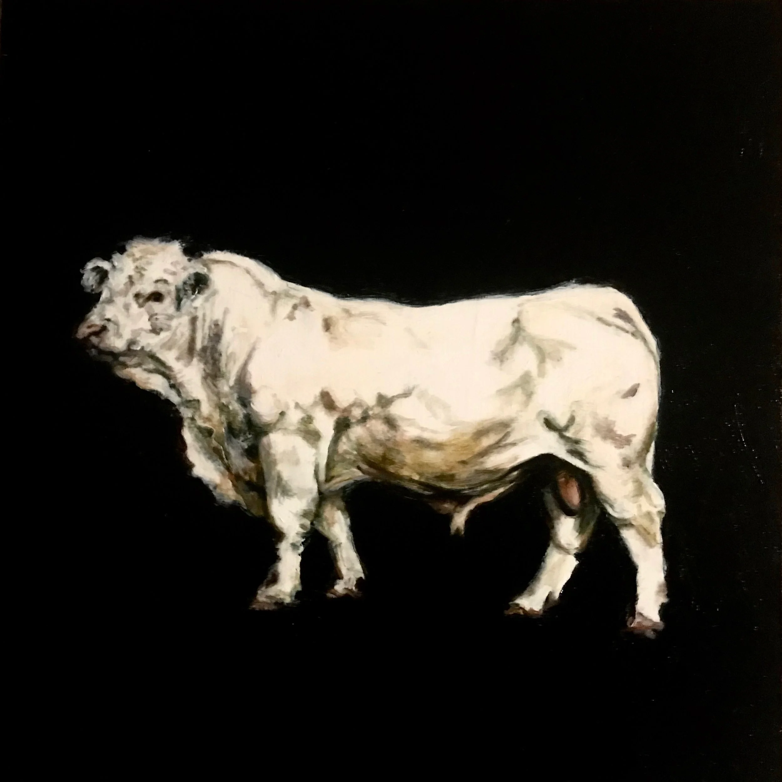 Charolais Bull