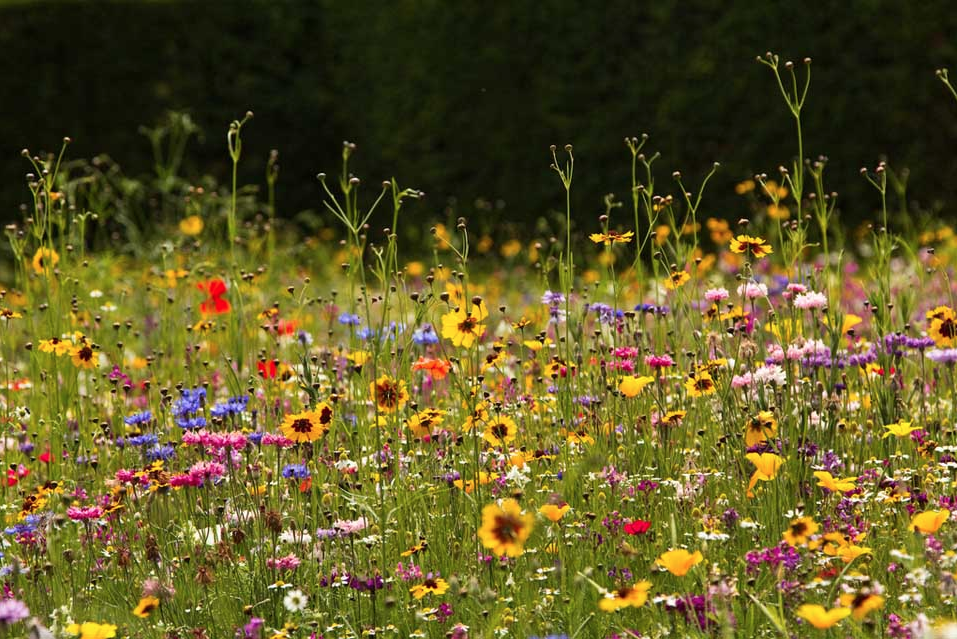 RHS Greening Grey Britain competition at Angell Town