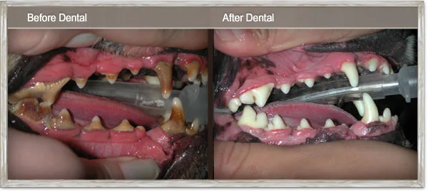 Yes you read it correctly! Great news for your hip pocket in August! Simply quote this web page when you make your booking for your pets' dental check up in August at MalagaVet! Are you sick of putting up with smelly breath from your furry friend? It's time to do away with stinky pet breath for good and get your pet in for a Dental Health check up now. Once we've had a look you will get advice on the necessary care for your individual pet. This might involve cleaning and maybe even removal of rotten teeth at the hospital under general anaesthetic. You will also get advice on how to prevent recurrence of this problem in the future. Don't wait, book your time now by calling on 9248 3420