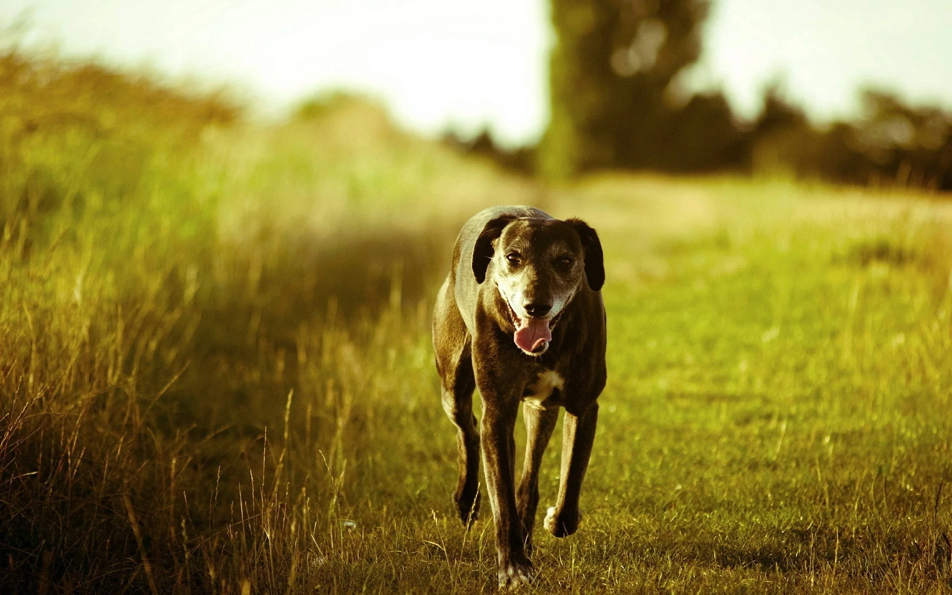 dog-backgrounds.jpg