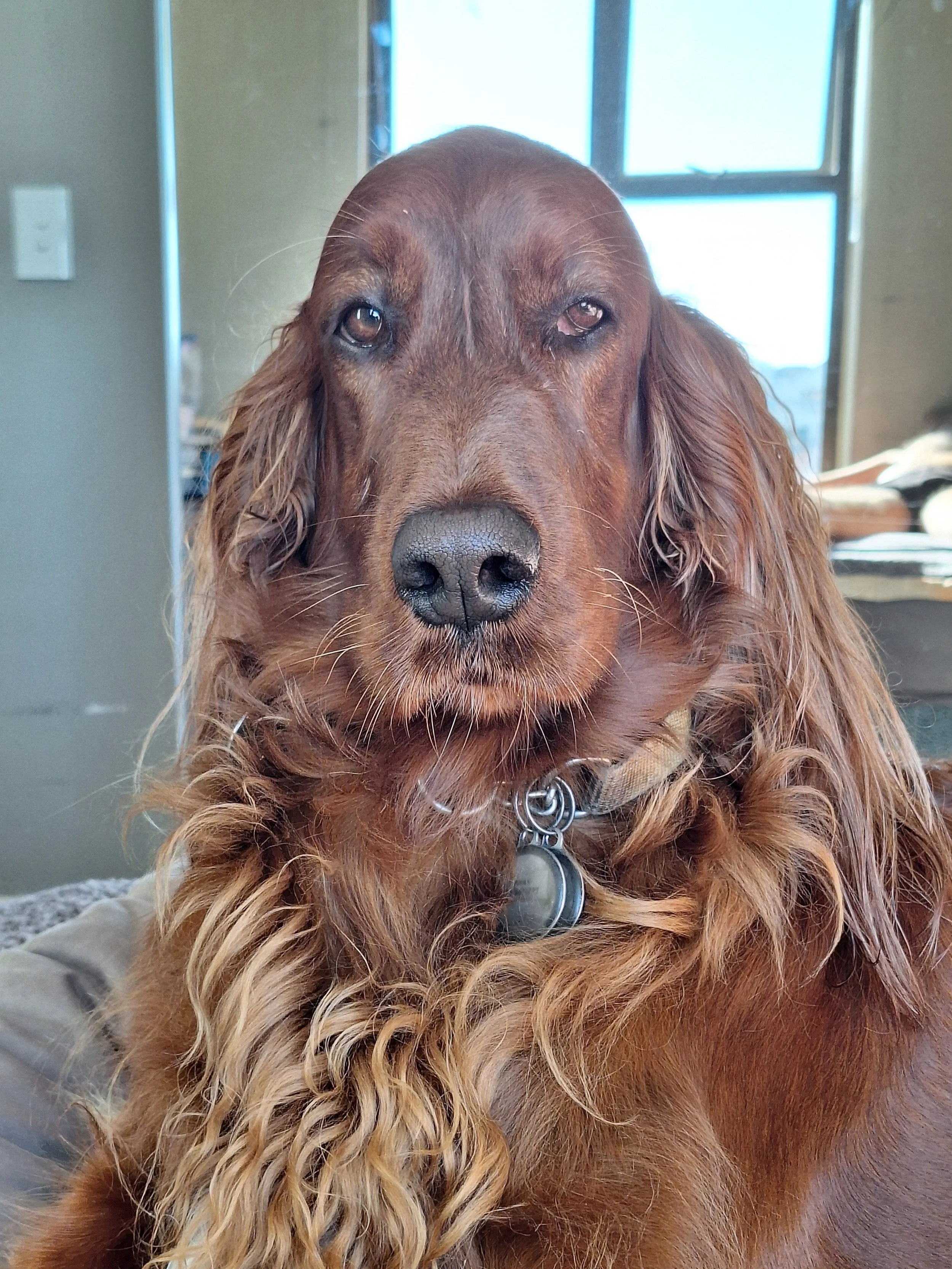 Close-up of a brown, long-haired dog with soulful eyes, sitting indoors near a window. An employee at the Living Desert Snake Park in Swakopmund Namibia, Working as a human relations manager. Snake Conservation and education.