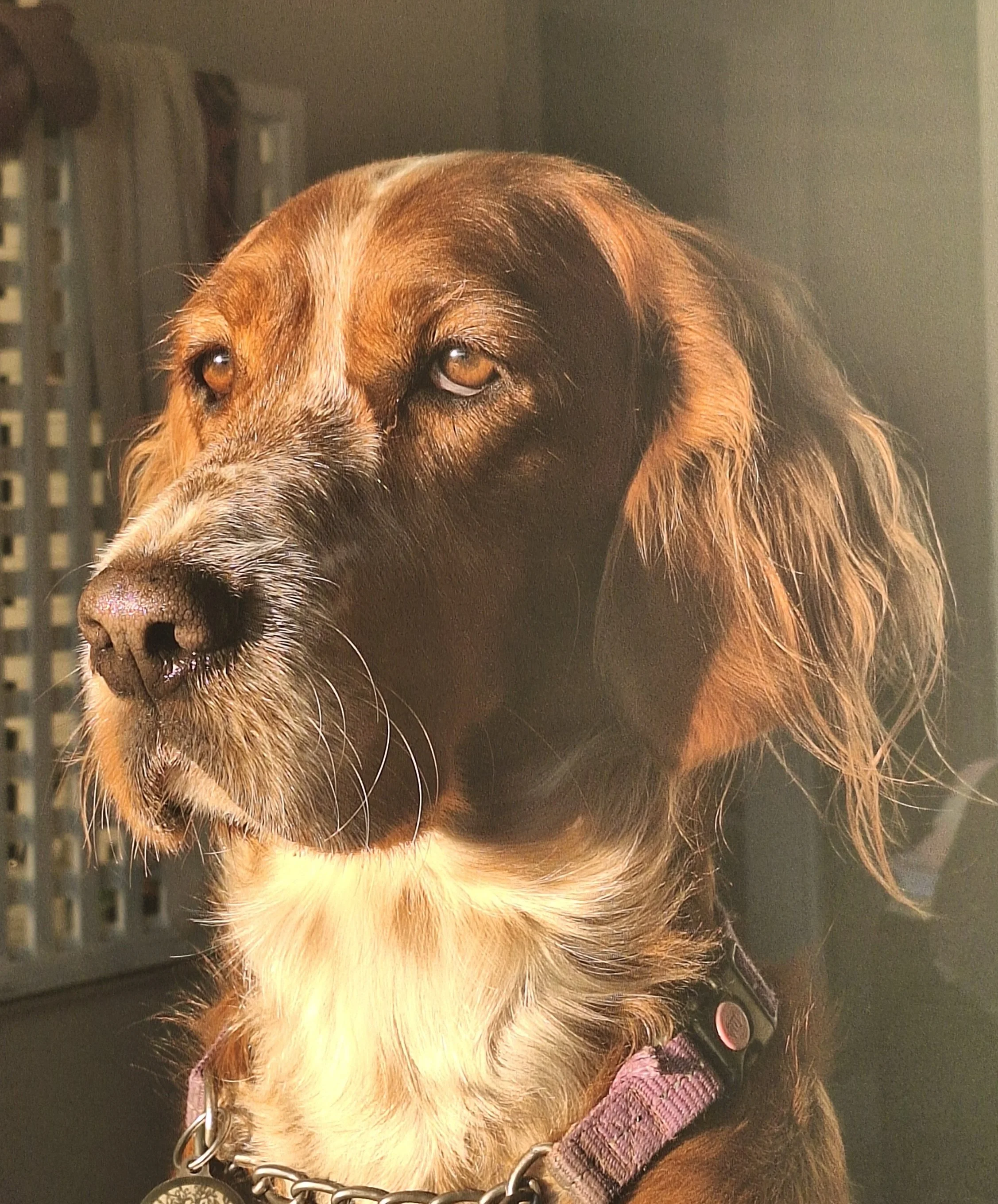 Close-up photo of a brown and white dog with a black collar, looking to the side against a dark background. An employee at the Living Desert Snake Park in Swakopmund, Namibia. Snake Conservation and education, Tourism and school groups