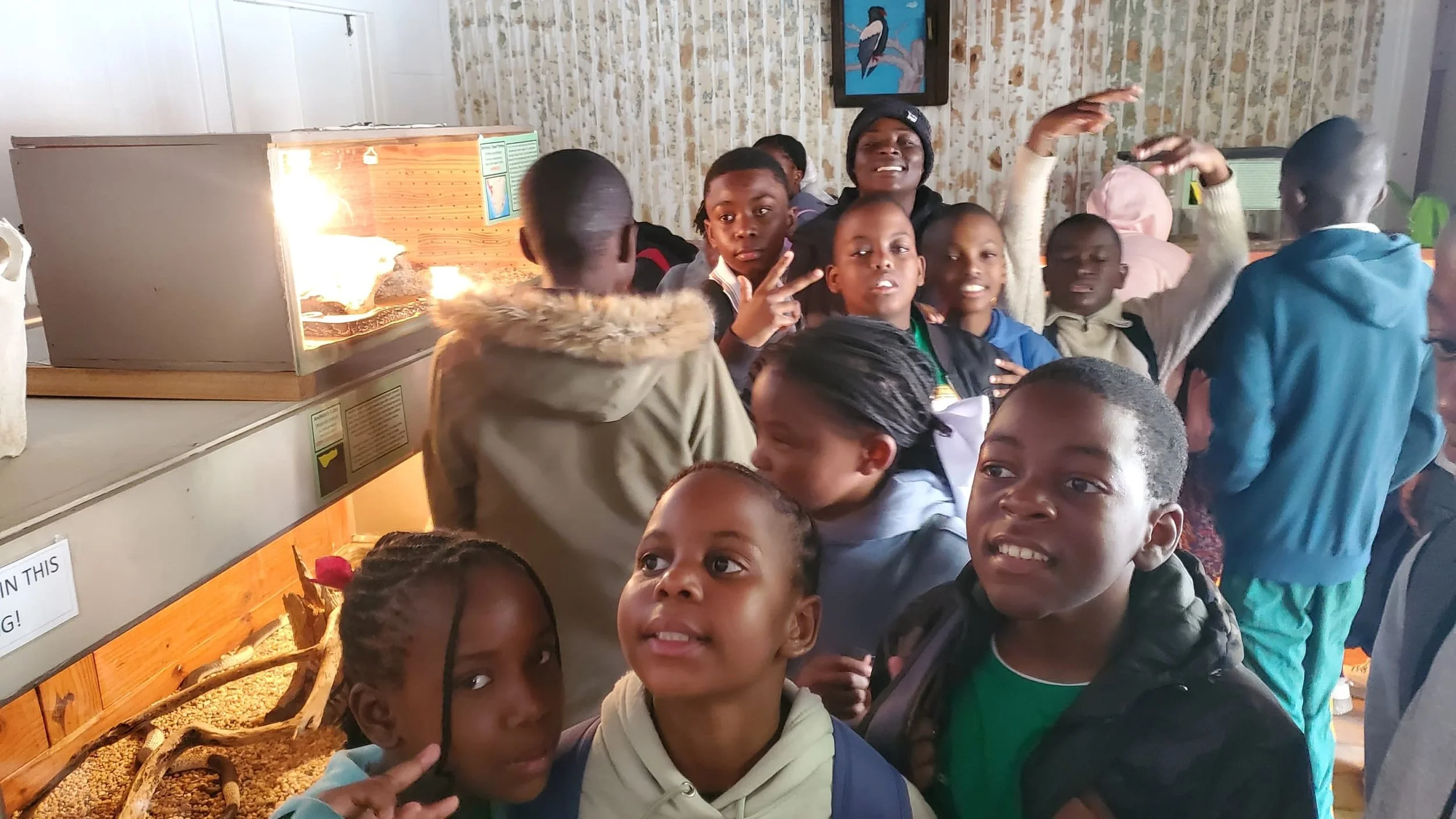 A school group visiting the Living Desert Snake Park in Swakopmund, Namibia to learn about snakes and other reptiles and their importance to the ecosystem in Namibia. Snake conservation and education. Black mambas, cobras and adders.