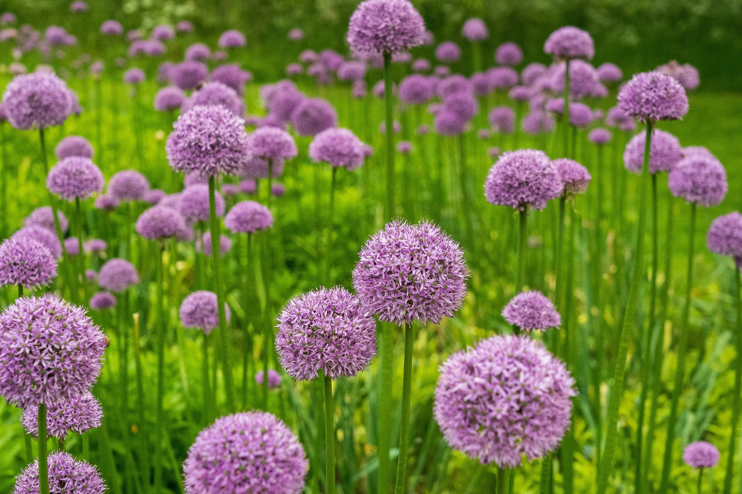 Yoga among the flowers for Winchester Hospice