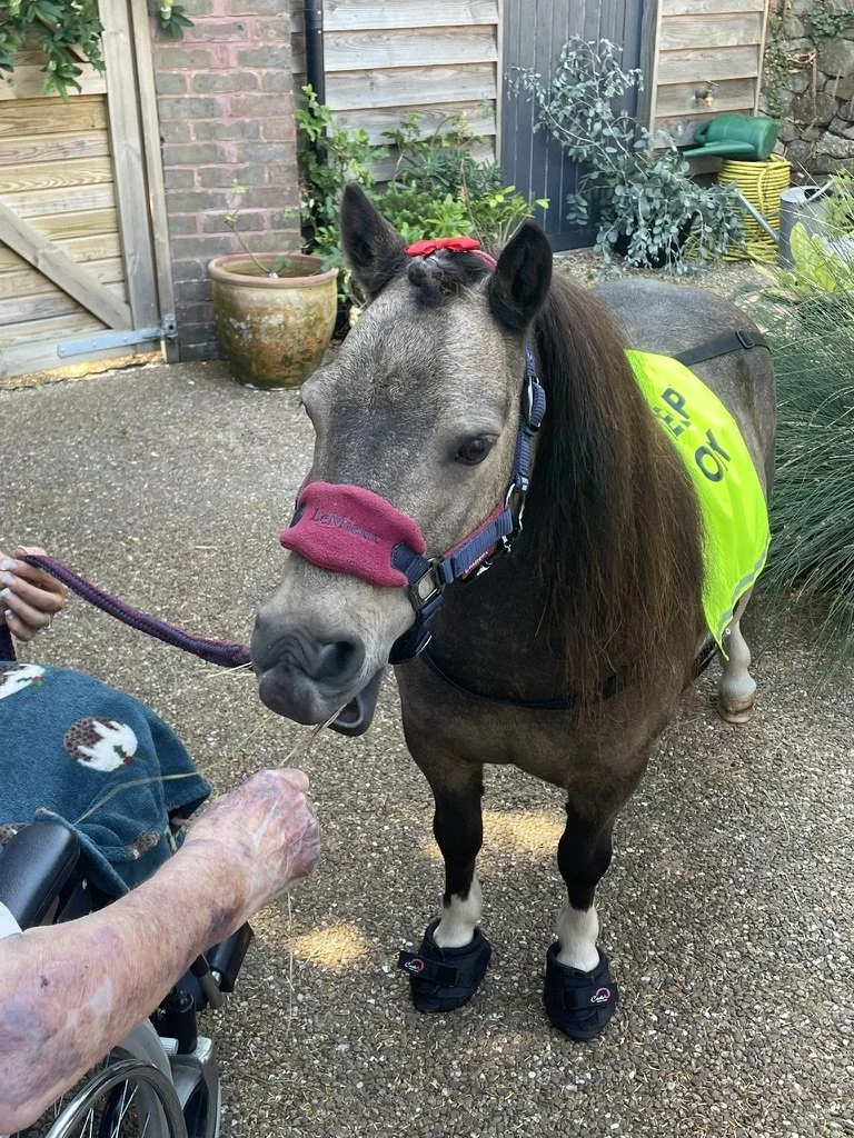 Muffin the therapy pony comes to visit Winchester Hospice
