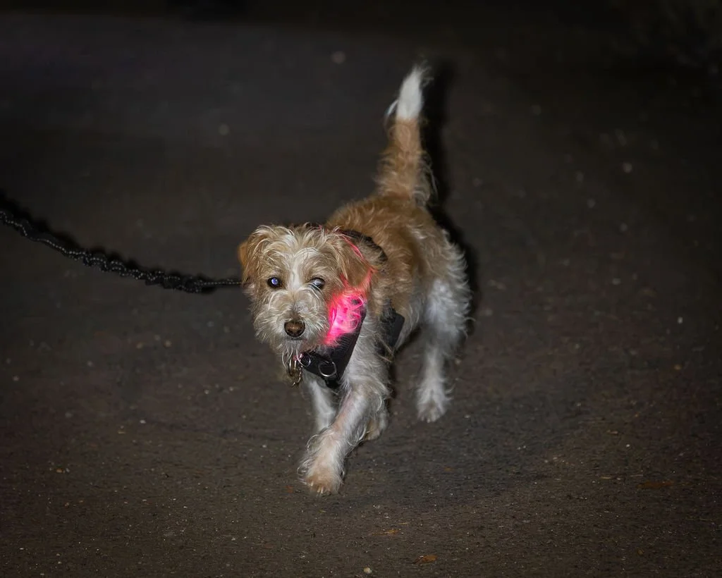 PurpleNightWalk-2-125.jpg