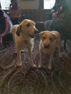 28511062_1909421515755739_2049565233_n.jpeg