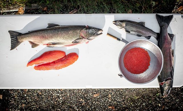 The fruits of the Pacific Northwest are never ending. A pocket of paradise. These came 300 ft off our front porch.