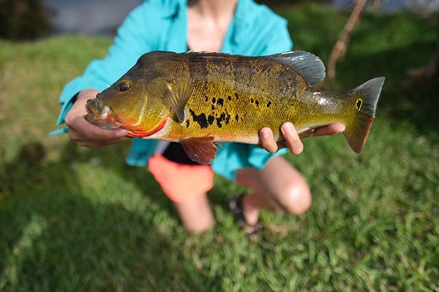 Peacock bass