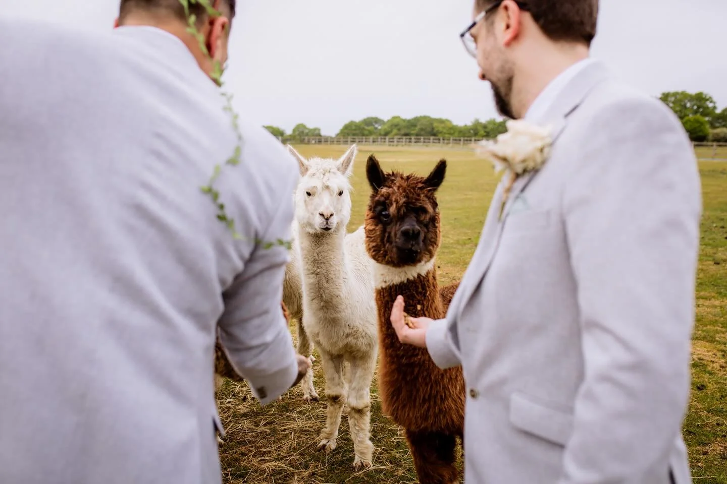 More alpacas at weddings!