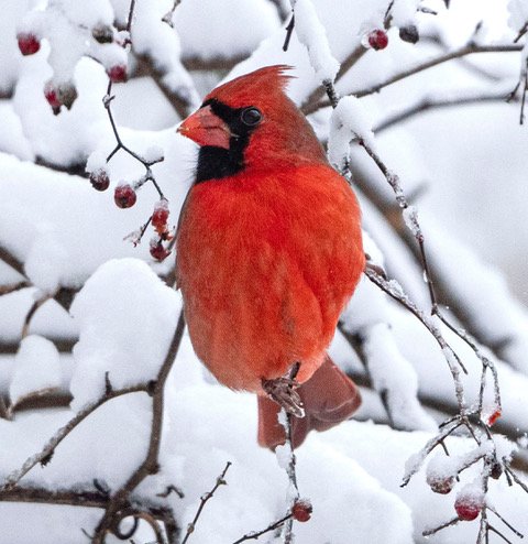 Canvas Photograph of Cardinal in Snow Covered Tree (24x36)