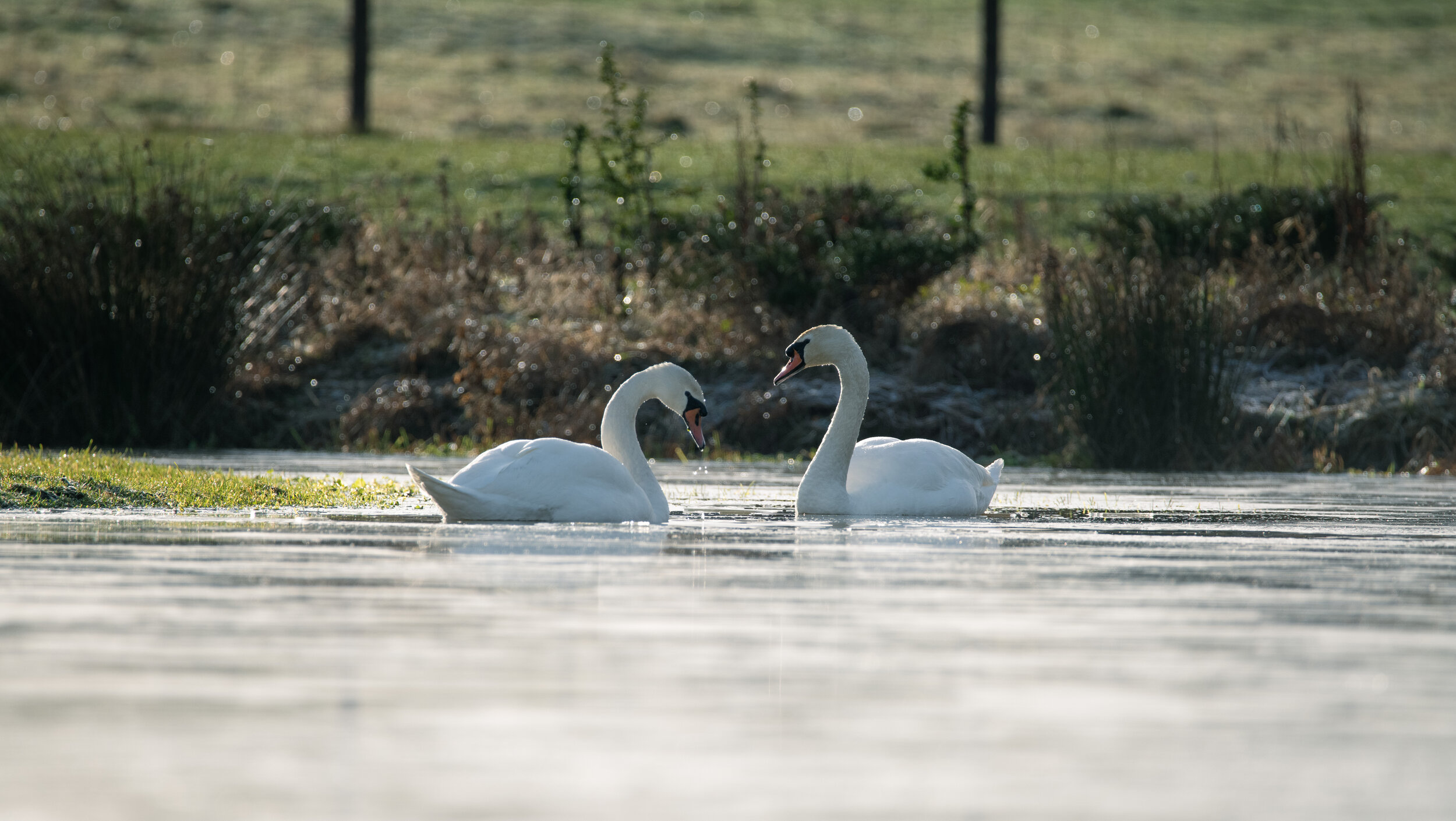 Frosty Swans.jpg