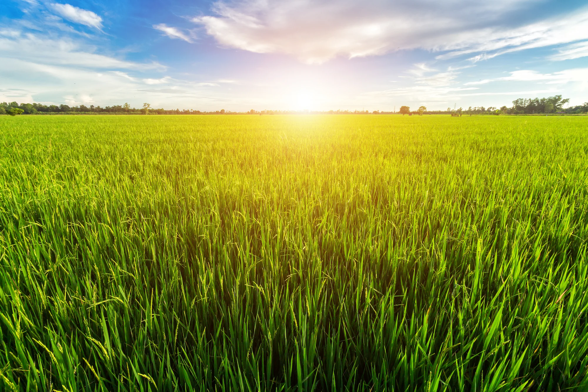westindiana-cornfieldsun.jpg