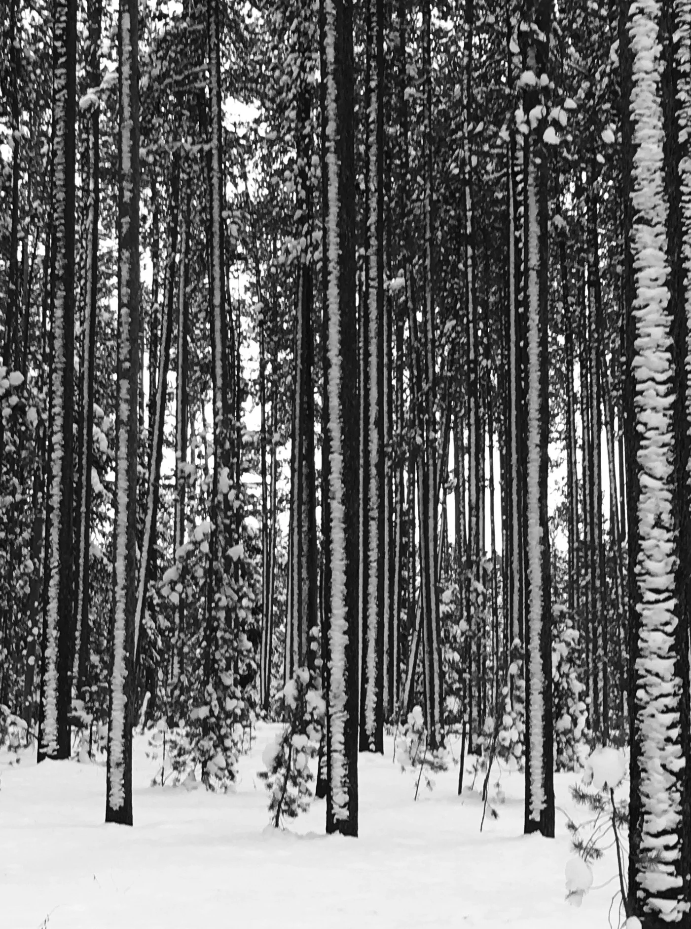 Trees _bw.jpg