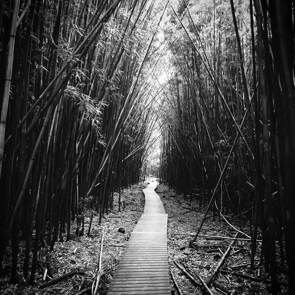 Copy of pic JT_bw.jpg