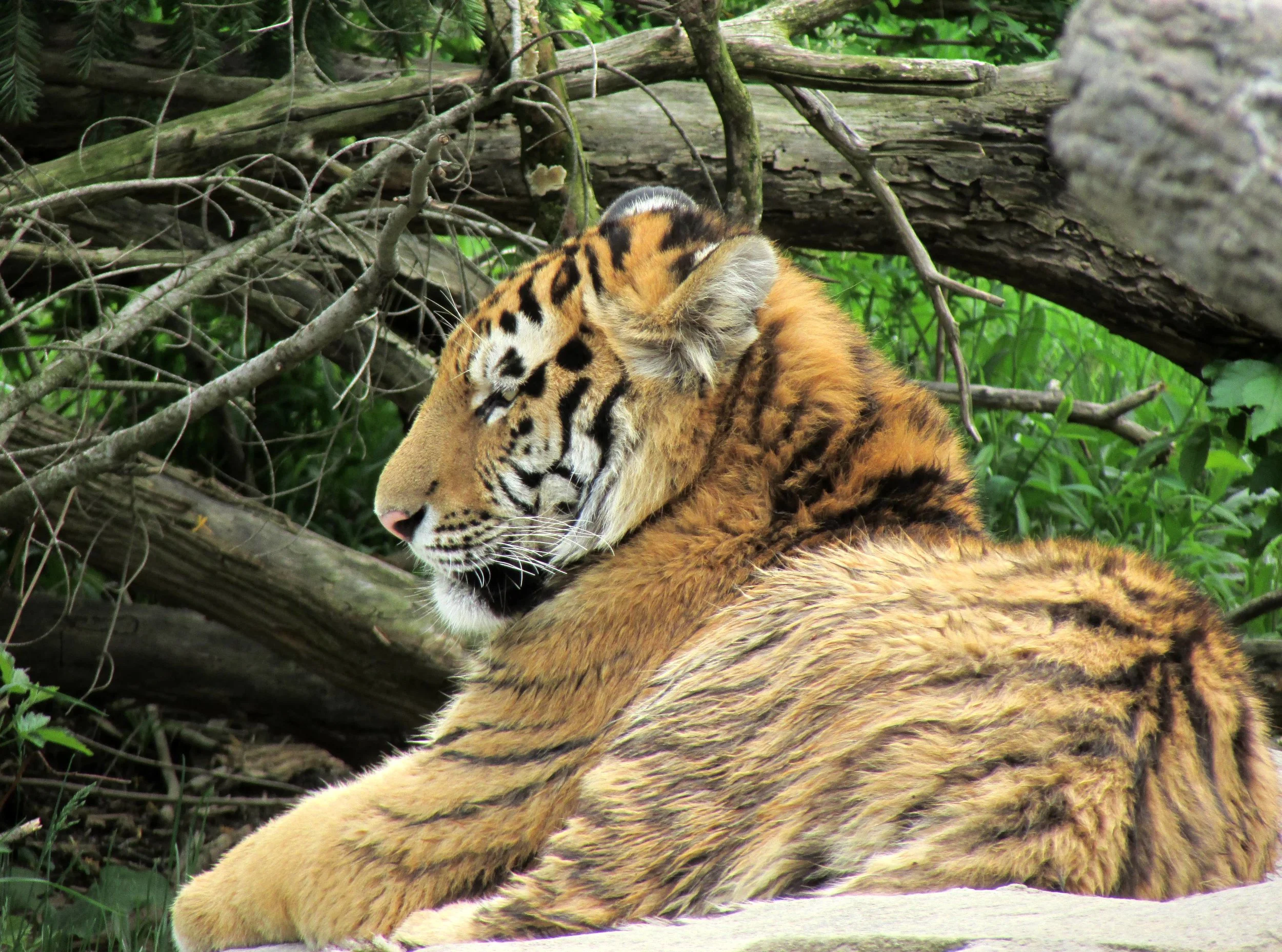 From Sea To Shining Sea - "Buckeye Statements" (Columbus, USA)