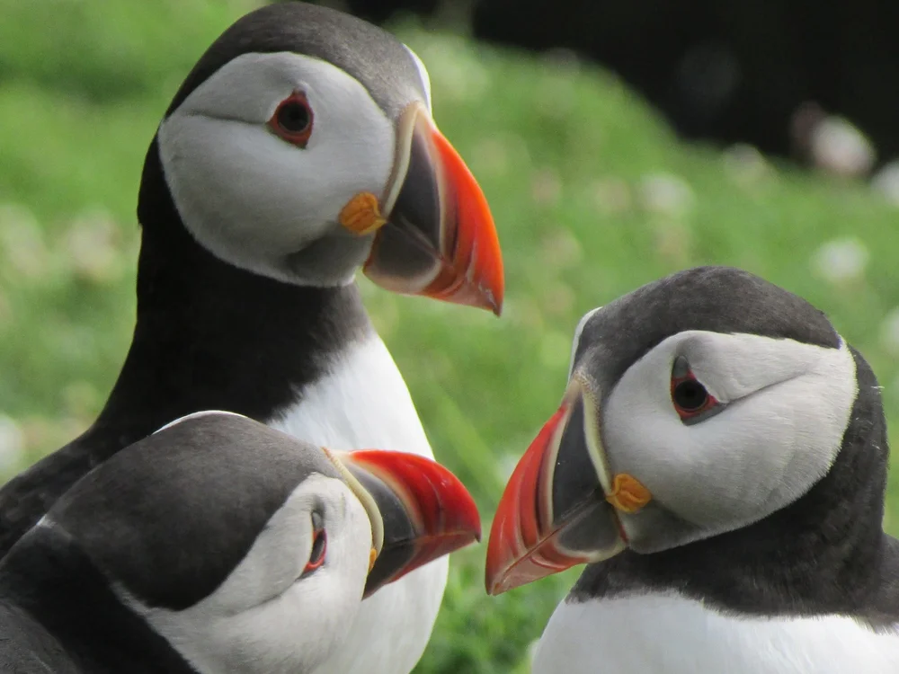 Puffin Paradise 601 - Kurt Writes Things.jpg