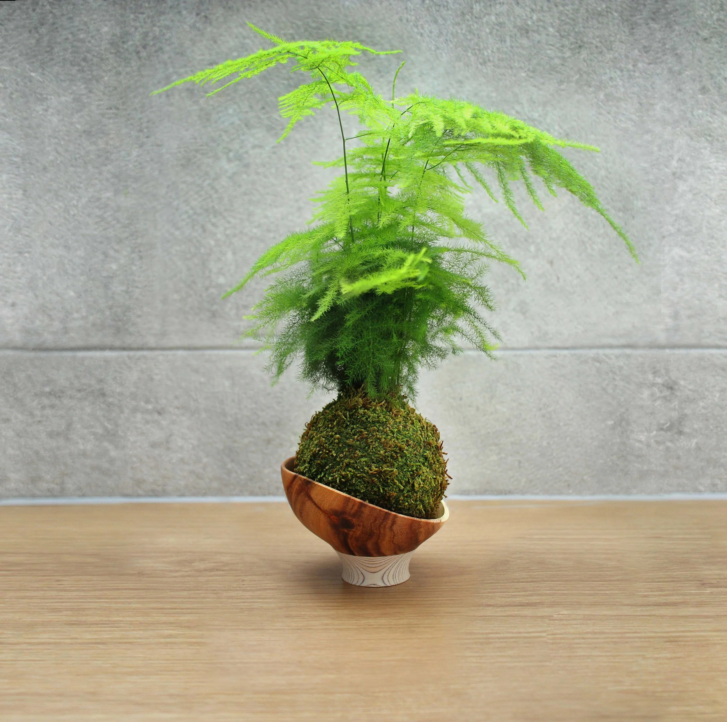 Asp Fern copy.jpg