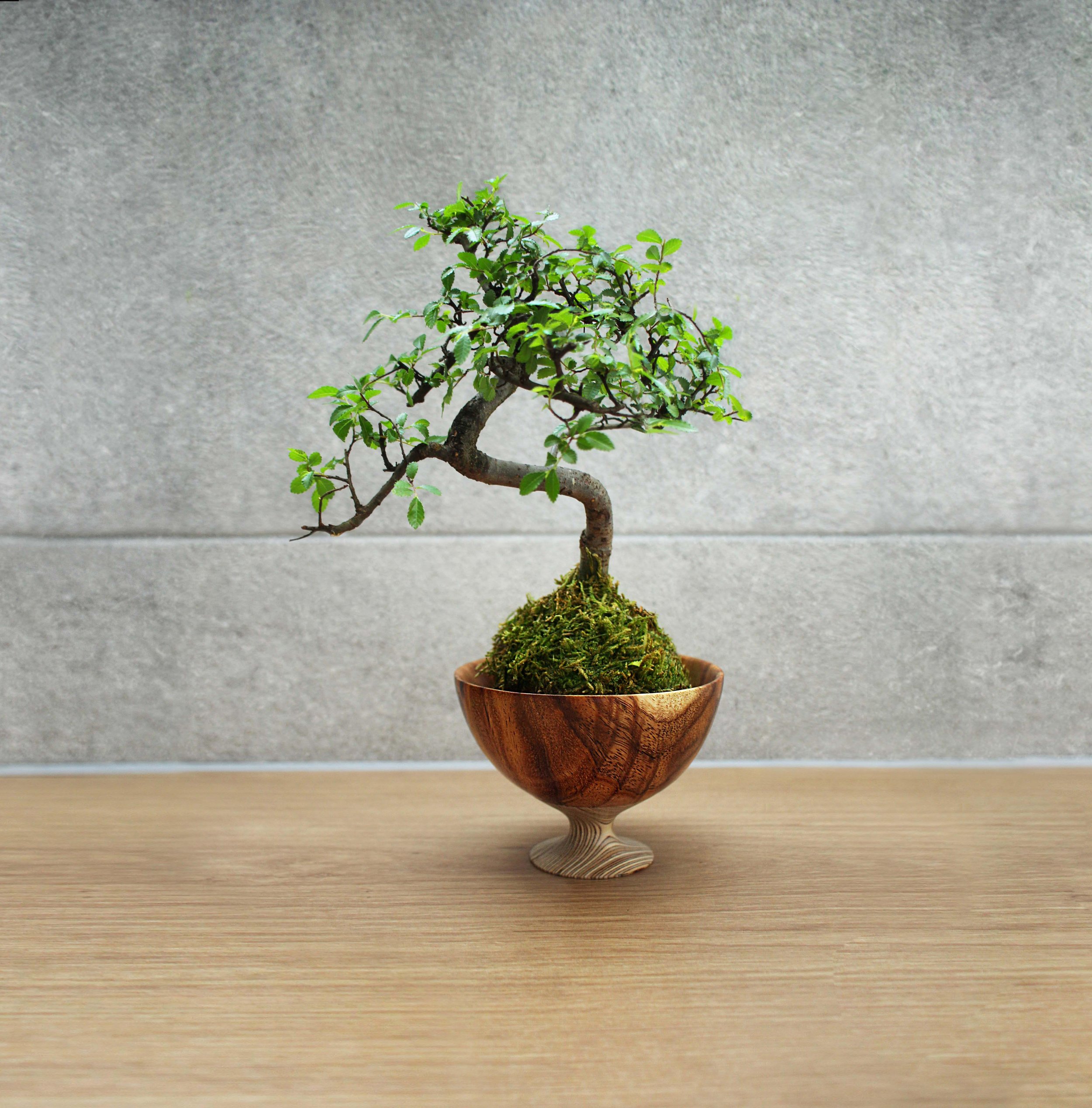 Chinese Elm copy 3.jpg