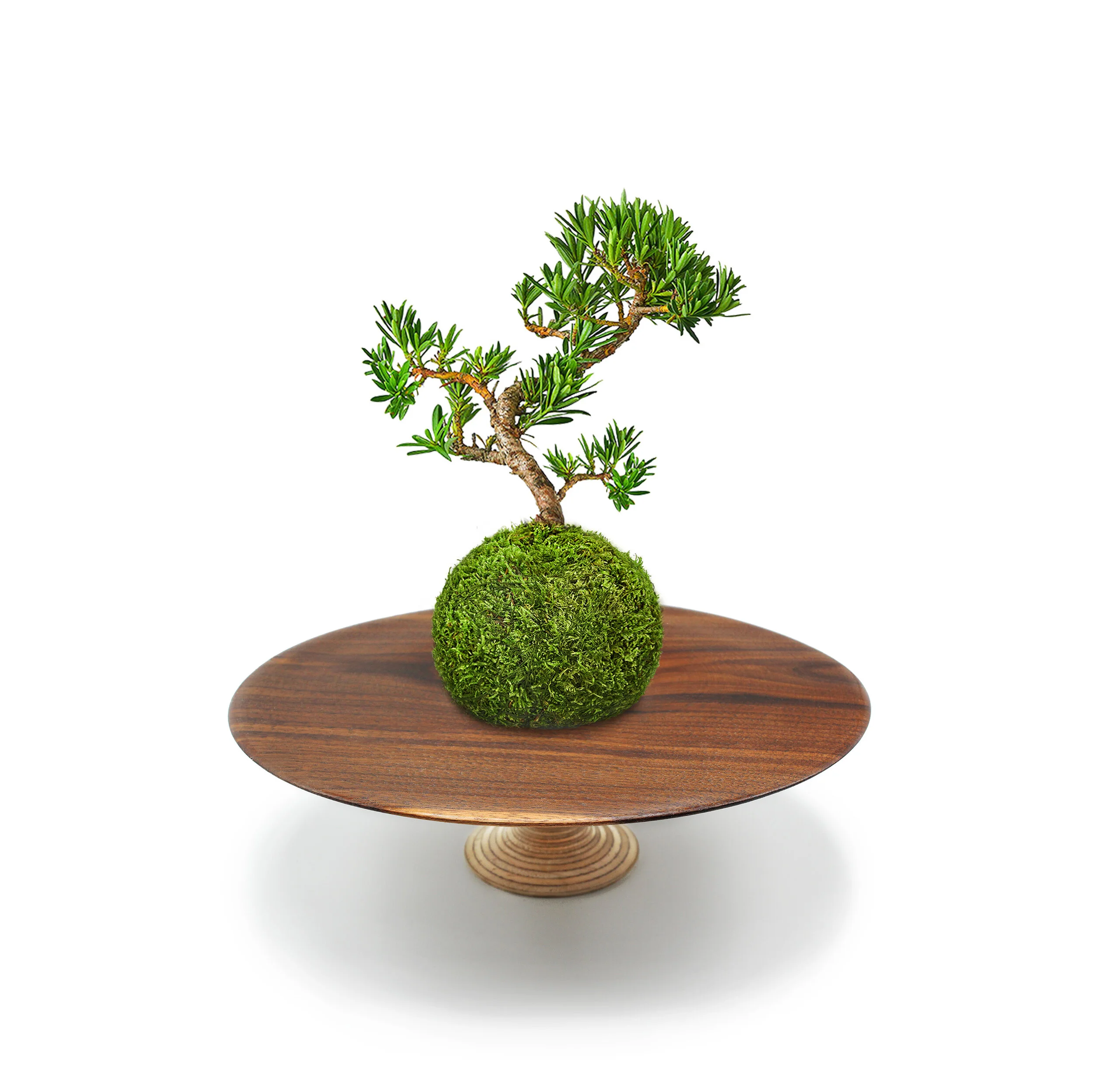 Buddhist Bonsai Garden