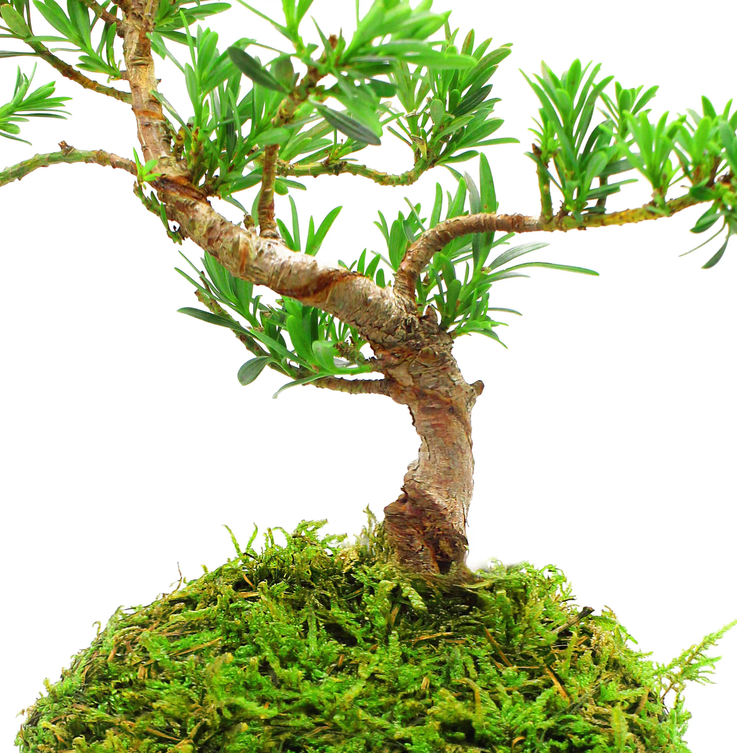 Buddhist Pine Bonsai 04 copy 2.jpg