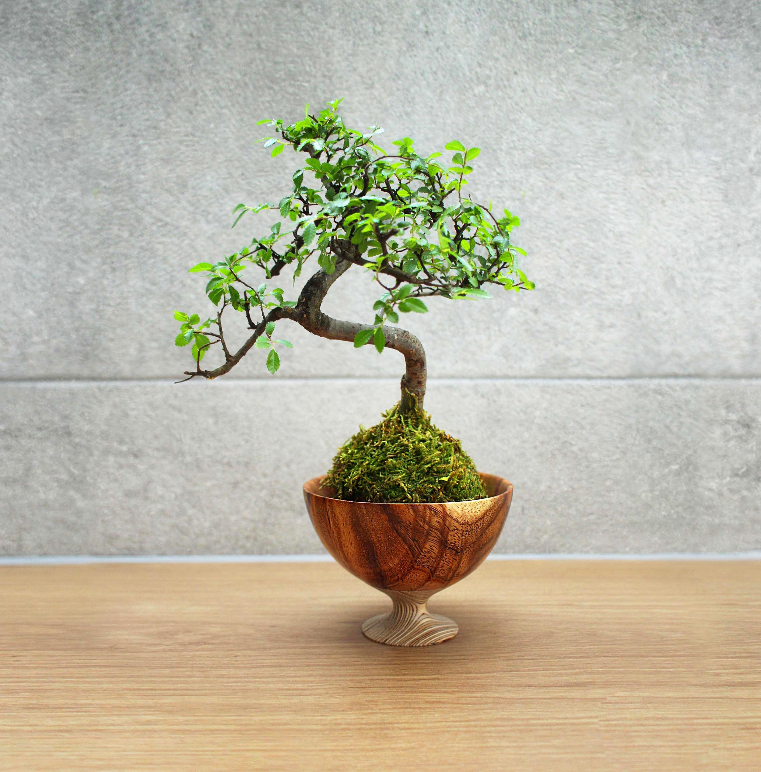 Chinese Elm copy 3.jpg
