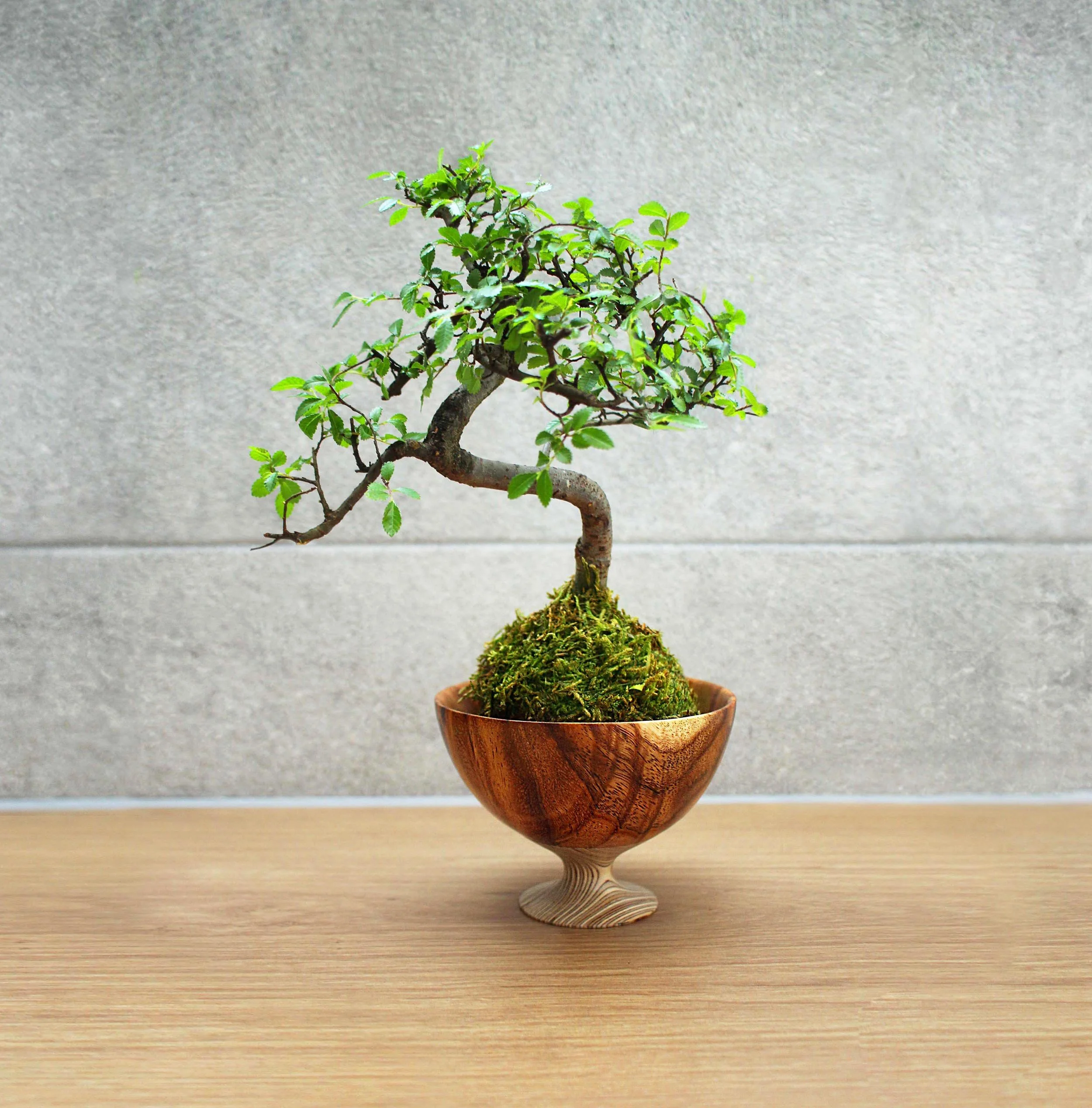Chinese Elm copy 3.jpg