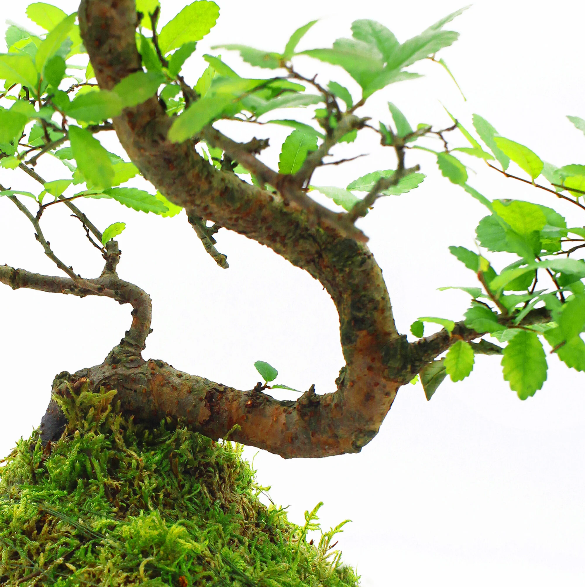 Chinese Elm Bonsai 02 copy.jpg